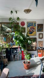 Pachira 250cm (geldboom) (moneytree), Ophalen, Overige soorten, 250 tot 400 cm