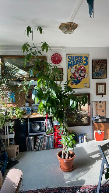 Pachira 250cm (geldboom) (moneytree) beschikbaar voor biedingen