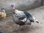 Narragansett kalkoen haan, Dieren en Toebehoren, Pluimvee, Mannelijk, Kalkoen