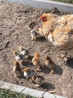 Brahma kuikens, Dieren en Toebehoren, Pluimvee, Geslacht onbekend, Kip
