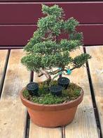 Shohin Juniperus chinensis bonsai, Ophalen of Verzenden, Halfschaduw, Overige soorten, Minder dan 100 cm