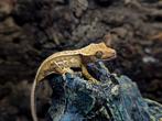 Wimpergekko baby, Hagedis, Tam, 0 tot 2 jaar