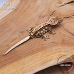 Wimpergekko Correlophus ciliatus JOKERGECKOS, Dieren en Toebehoren, Hagedis, 0 tot 2 jaar