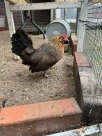 Hollandse kriel, Dieren en Toebehoren, Pluimvee, Vrouwelijk, Kip