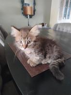 Mooie kittens Maine Coon X Siamees
