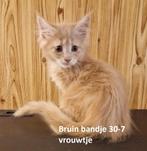 2 Maine coon poesjes, Dieren en Toebehoren, Katten en Kittens | Raskatten | Langhaar, Poes, Ontwormd, 0 tot 2 jaar