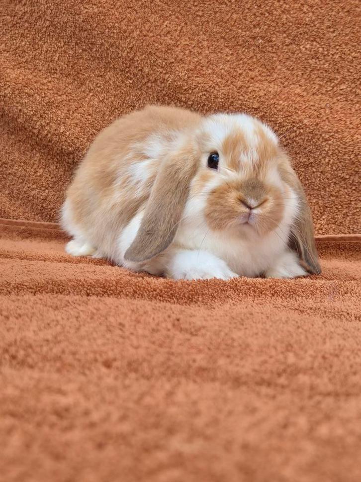 NHD geel bont rammetje hangoor lief klein bruin gevlekt tam, Dieren en Toebehoren, Konijnen, Dwerg, Mannelijk, 0 tot 2 jaar, Hangoor