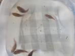Corry Doras Orange-Black - kweek groep van zes stuks., Vis