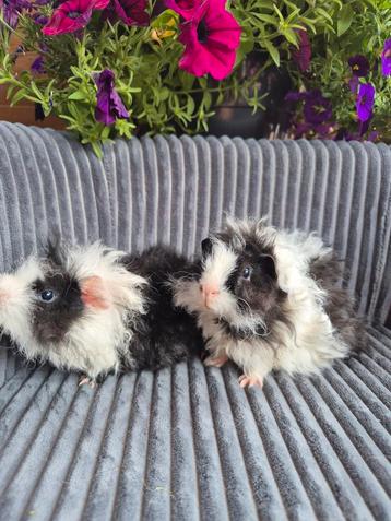 2 jonge Lunkarya Cavia's.  beschikbaar voor biedingen