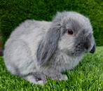 Nederlandse hangoor dwerg VOEDSTER midden blauw marter., Dieren en Toebehoren, Konijnen, Vrouwelijk, Dwerg, Hangoor, 0 tot 2 jaar