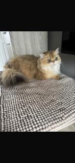 Britse langhaar te koop, Poes, Langharig, 0 tot 2 jaar