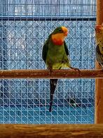 Te koop een barraband man, Dieren en Toebehoren, Vogels | Parkieten en Papegaaien, Mannelijk, Parkiet, Geringd