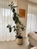 plant met keramiek beige pot, Huis en Inrichting, Kamerplanten, Ophalen, Ficus, 200 cm of meer, Halfschaduw