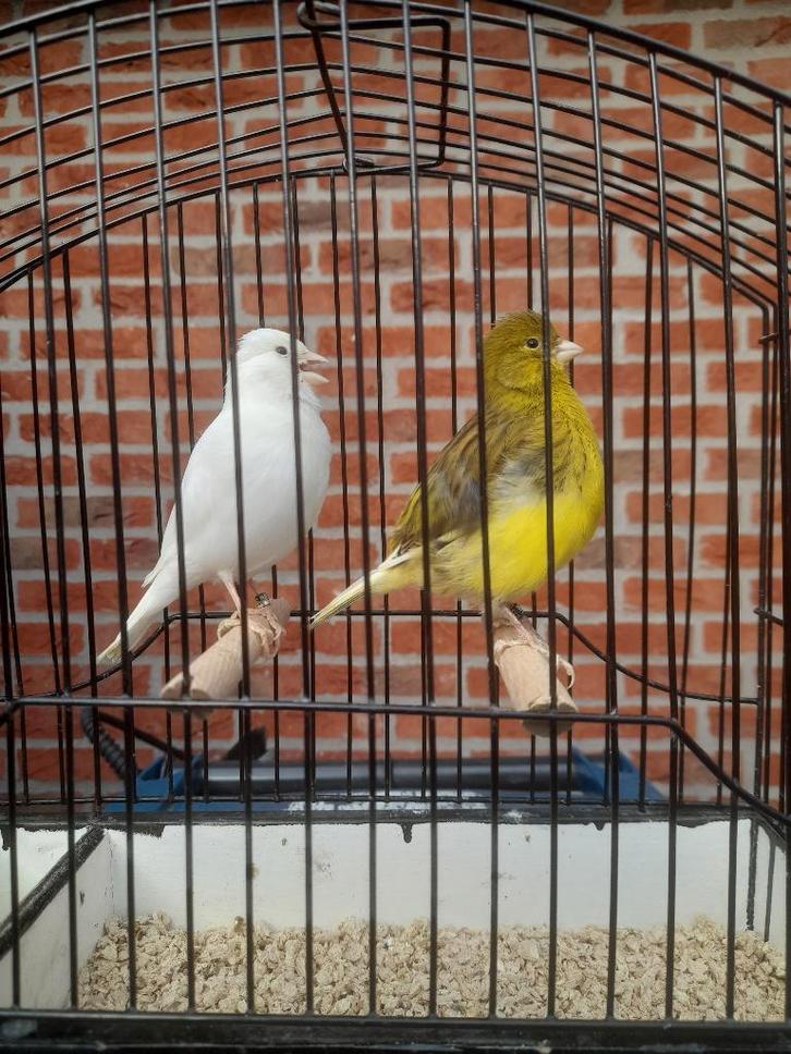 te koop mooie TT kwaliteit Fife Fancy`s, Dieren en Toebehoren, Vogels | Kanaries, Postuurkanarie, Meerdere dieren