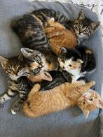 Lieve kittens te koop, Dieren en Toebehoren, Meerdere dieren