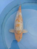 Ginrin ochiba, Karper of Koi