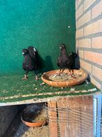 Zeer mooie duiven, Dieren en Toebehoren, Meerdere dieren