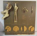 2 antieke 3dimensioneel schoolplaten menselijke gewrichten, Antiek en Kunst, Curiosa en Brocante, Ophalen