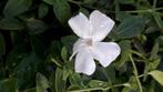 Maagdenpalm Vinca in blauw paars en wit, Ophalen of Verzenden, Zomer, Vaste plant, Bodembedekkers