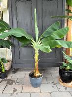 Bananenplant 125 cm., Ophalen, 100 tot 150 cm, Overige soorten, Halfschaduw