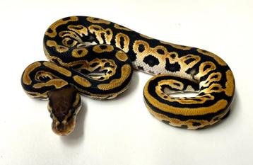 0.1 Orange dream black pastel 100% het clown ball python beschikbaar voor biedingen