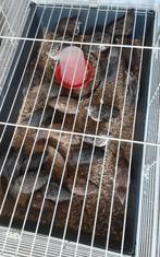 Japanse kwartels jonge  19 stuks, Dieren en Toebehoren, Meerdere dieren, Overige soorten