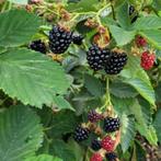 Bramen stekken, Ophalen, Volle zon, Overige soorten, Minder dan 100 cm