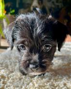 Jack Russel x Boomer pups zoeken een liefdevol thuis, Dieren en Toebehoren, Overige rassen, 8 tot 15 weken, Parvo, Meerdere