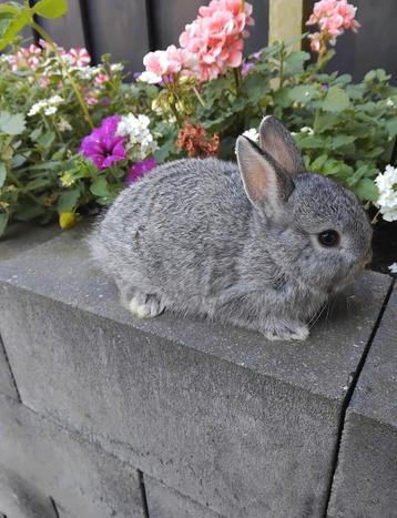 Kleurdwerg chinchilla ram beschikbaar voor biedingen