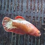 Betta splendens vrouw, Dieren en Toebehoren, Vis