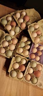 6 eieren voor €1.25 zelfbediening loosterweg 20a vriescheloo, Diversen, Levensmiddelen, Ophalen of Verzenden