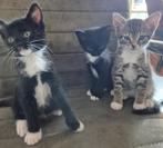 3 super lieve kittens zoeken een thuis, Meerdere dieren, Kortharig, 0 tot 2 jaar