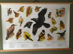 Schoolplaat poster “ Zangvogels “, Ophalen of Verzenden, Gebruikt, A1 t/m A3