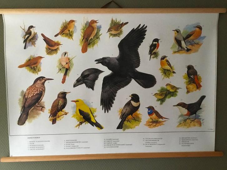 Schoolplaat poster “ Zangvogels “, Verzamelen, Posters, Gebruikt, A1 t/m A3, Ophalen of Verzenden