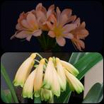 Clivia plantje kruising Pink Peach Bonny x Gardinii Yellow, Bloeiende kamerplant, Ophalen of Verzenden, Volledige schaduw, Minder dan 100 cm