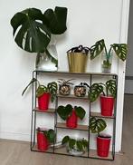 Tradescantia Cerinthoides Nanouk, Ophalen, Halfschaduw, Minder dan 100 cm