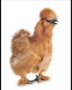 Zijdehoen hennen, Dieren en Toebehoren, Pluimvee, Vrouwelijk, Kip