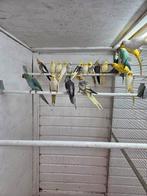 Diverse valkparkieten, Meerdere dieren, Parkiet