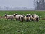 Walliser Schwarznase ooien / dekrammen, Dieren en Toebehoren, Vrouwelijk, Schaap