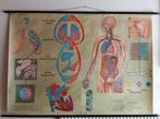 vintage schoolplaat ademhaling en bloedsomloop, Ophalen of Verzenden, Natuur en Biologie