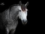 Super brave en mooi gebouwde Spaanse gezinspony Z dressuur, Dieren en Toebehoren, Pony's, Z, Dressuurpony, 11 jaar of ouder, Merrie