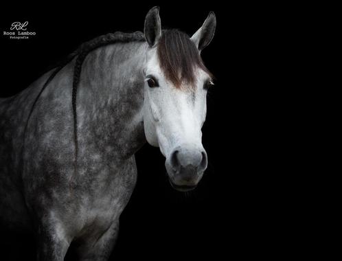 Super brave en mooi gebouwde Spaanse gezinspony Z dressuur, Dieren en Toebehoren, Pony's, Merrie, Z, E pony (1.48m - 1.57m), Dressuurpony