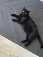 Brits korthaar met bak en paal, Kater