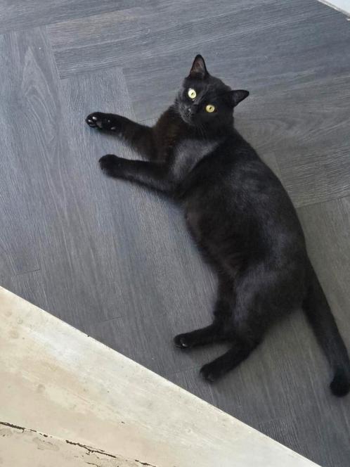 Brits korthaar met bak en paal, Dieren en Toebehoren, Katten en Kittens | Overige Katten, Kater