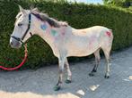 Paardrijles spelenderwijs en kleinschalig regio Putten, Diensten en Vakmensen, Dieren | Paarden | Verzorging, Oppas en Les, Paardrijles of Ponykampen