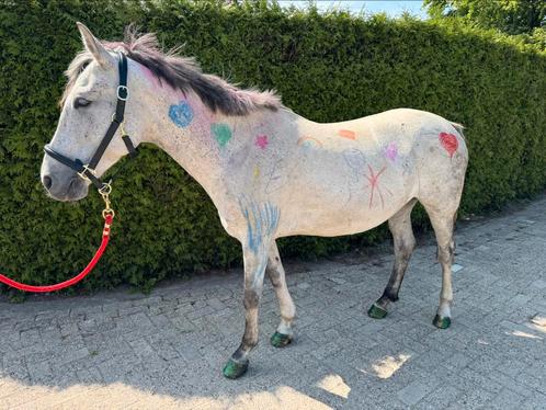 Paardrijles spelenderwijs en kleinschalig regio Putten, Diensten en Vakmensen, Dieren | Paarden | Verzorging, Oppas en Les, Paardrijles of Ponykampen