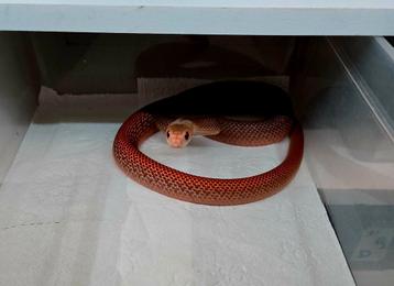 Gifslangen beschikbaar voor biedingen