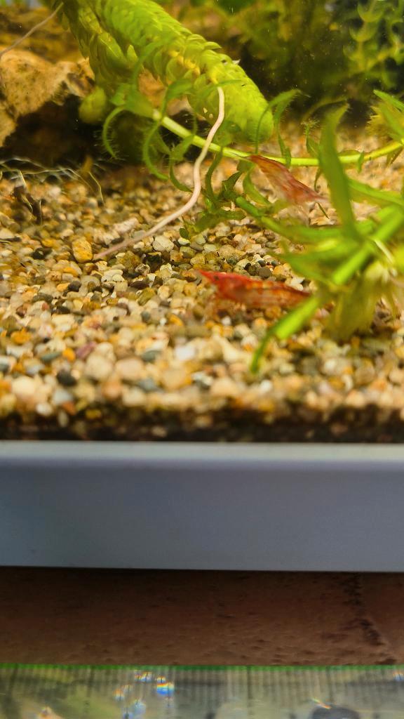 Garnalen mix. Rood, Dieren en Toebehoren, Vissen | Aquariumvissen, Zoetwatervis, Kreeft, Krab of Garnaal