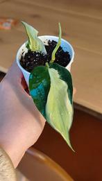 Philodendron Cream splash, Huis en Inrichting, Kamerplanten, Ophalen, Overige soorten, Minder dan 100 cm