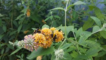 Buddleya Weyeriana Sun Gold vlinderstruik beschikbaar voor biedingen